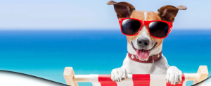 Gratsiproben Hundefutter